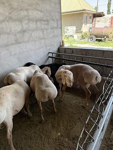 регдолл кошка: Продаю | Баран (самец) | Гиссарская, Арашан | Для разведения — 2