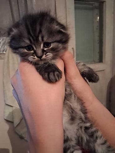 когтеточка: Скотиш Фолд (Шотландская вислоухая), 1 месяц, Девочка, Серый, Приучена к лотку — 7