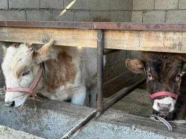 Рыбы: Продаю | Бык (самец) | На откорм | Привязанные — 5