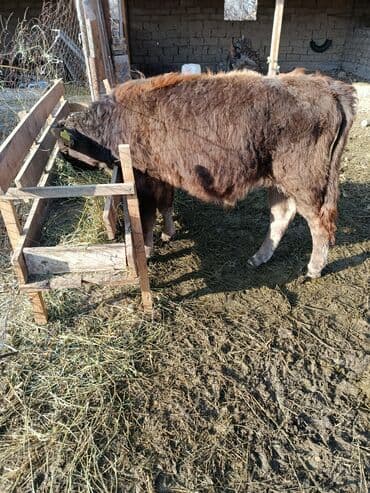 киссар кой: Продаю | Бык (самец), Музоо, торпок | Швицкая | На откорм, На забой, Для разведения — 2