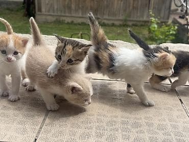 Продажа кошек: Котята, короткошёрстные, домашние. Окрас разный: кремовый с белым — 3