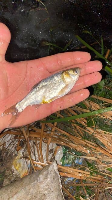 толстолобик: Продаю малёк белого Амура;зеркального карпа;сазана;толстолобика — 2