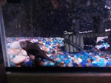 золотые рыбки: Аквариумный комплект для домашних рыб - Стеклянный аквариум — 2