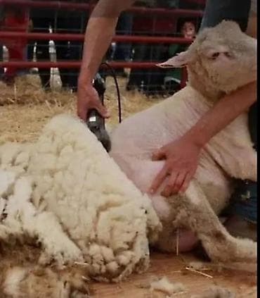 Стрижка овец на выезде - Профессиональная стрижка электрическими