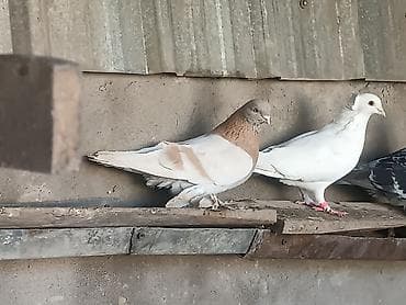 Ветеринар кызматы: Тасманы, пара голубь и голубка! Начинают играть очень хорошие.Пара — 5