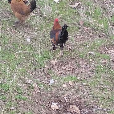 А/ч жаныбарларын сатам: Сатам | Короздор | Көбөйтүү үчүн — 1