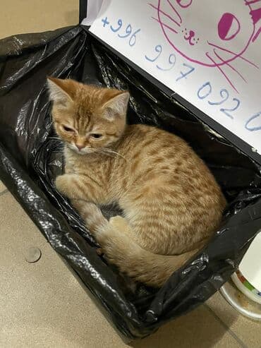 голиштин уйлар: Найден Котёнок, похож на породистого по всей видимости наигрались — 3