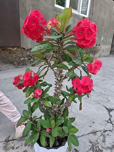 Молочаи: Молочай Миля (Euphorbia milii) в декоративном горшке. - Компактный — 2