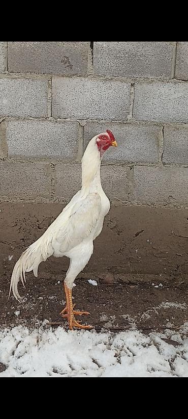 На продажу инкубационные яйцо от белых О Шамо бойцовых птиц. ( дакан ) at lalafo.kg На продажу инкубационные яйцо от белых О Шамо бойцовых птиц. ( дакан )