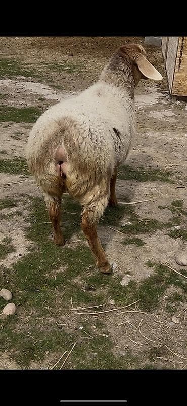 сколько стоит бараны: Продаю | Овца (самка) | Для разведения | Матка — 2