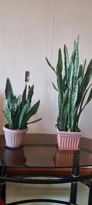 Драцендер жана Сансевиериялар: Комнатные цветы Сансивьерия санса тёщин язык В квадратном санса — 1