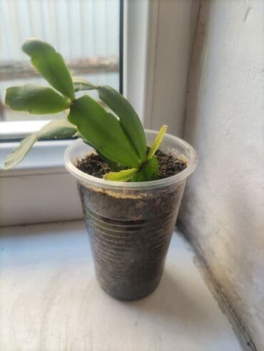 капельная система орошения: Коллекция комнатных растений в стаканчиках: - Алоэ (суккулент с — 18