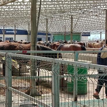 грибная ферма: Продажа павильонов 15 м², Утеплен — 8