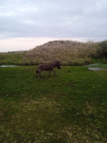 Осёл домашний - Вид: осёл (Equus asinus), компактного роста - Масть at lalafo.kg Осёл домашний - Вид: осёл (Equus asinus), компактного роста - Масть