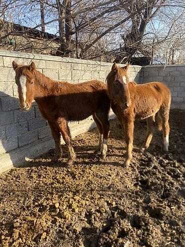 сколько стоит жеребёнок лошади: Продаю | Жеребенок | Полукровка | Рабочий — 1