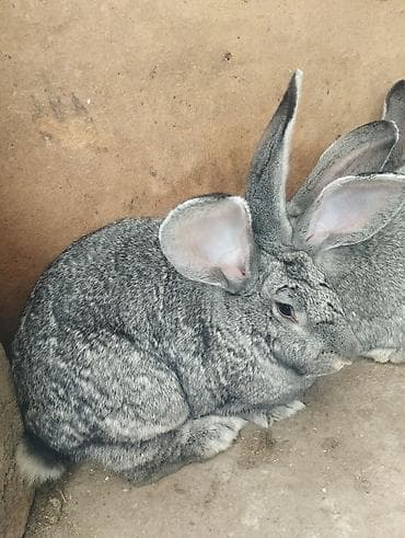 Продаю | Крольчиха (самка) | Серый великан | Для разведения | Племенные