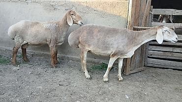 кукуруза качан: Продаю | Овца (самка) | Арашан | Для разведения | Племенные — 5