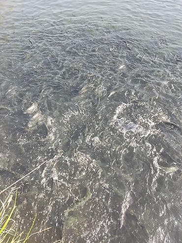 кой кант: Продаю форель (молодь) 🐟Вес: 200–220 гВыращена в  речной воде Рыба — 2