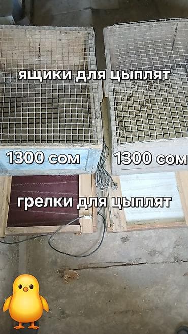 Ящики, клетка и грелки для цыплят. - Ящики для цыплят — с верхней
