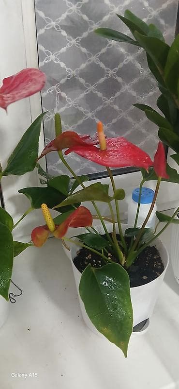 пакрывало: Антуриум (Anthurium andreanum) в горшке - Декоративно-цветущее — 3
