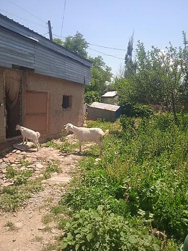 коза самка: Продаю | Коза (самка) | Для разведения — 3