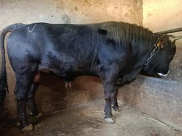 жылкы жаныбар: Сатам | Бука (эркек) | Бордоп семиртүү үчүн | Байланган — 3