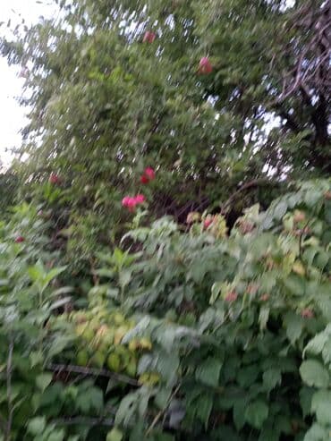 чай пуэр цена в бишкеке: Продам сливы алычу Находимся в с Тош -Булак ( Белогорке ) Фрукты — 1
