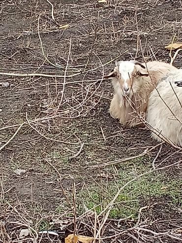 Козы, козлы: Продаю | Коза (самка) | Полукровка | Для разведения — 1