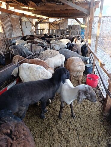 Собаки: Продаю | Овца (самка) | Для разведения | Матка — 3