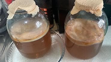 продавать квас: Домашний комбуча (чайный гриб, SCOBY) в стеклянных банках За — 1