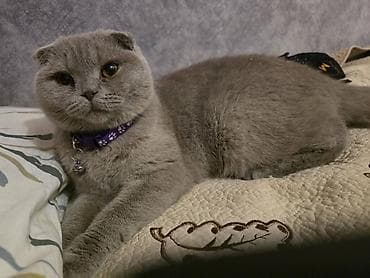 Кошка даром: Скотиш Фолд (Шотландская вислоухая), Девочка — 5