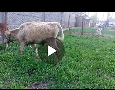 стоимость щенка шпица: Продаю | Музоо, торпок | Полукровка | На откорм | Привязанные — 1