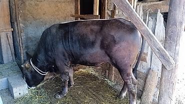 ниже: Продаю | Бык (самец) | На откорм | Привязанные — 1
