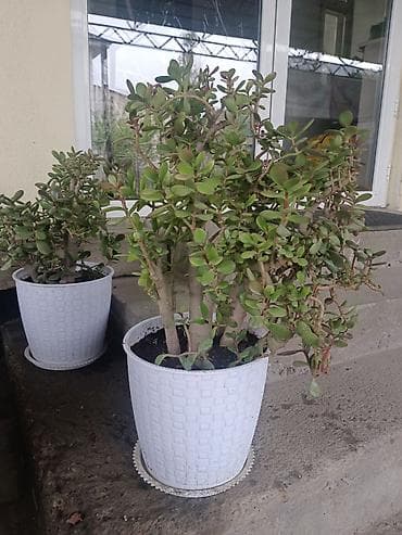 денежное дерево: Толстянка (Crassula ovata, денежное дерево) в декоративном кашпо. - — 4