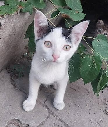 scottish fold: Отдам котят даром в добрые руки. Котята от уличной кошки, принесла их — 3