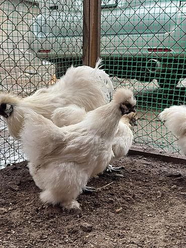 куры цены: Продаются шелки петух кур — 1