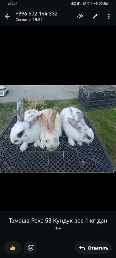 собака ягдтерьер цена: Продаю | Крольчата | Для разведения | Племенные — 2