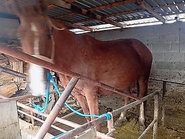 борзая собака цена: Продаю | Кобыла (самка) | Рабочий — 3