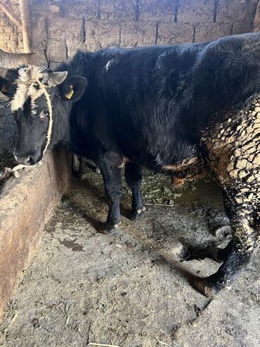 купить кошку бишкек: Сатам | Бука (эркек) | Көбөйтүү үчүн — 2