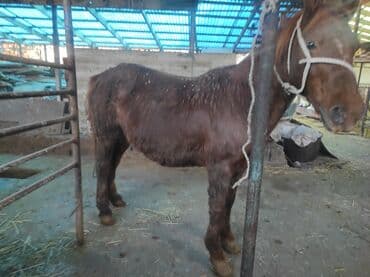 Продаю | Кобыла (самка) | На забой