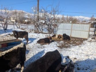 домашний петух: Продаю | Бык (самец) | Герефорд, Голштин, Швицкая | На откорм | Племенные — 4