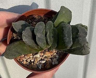 Денежное дерево: Продаю суккуленты — 4