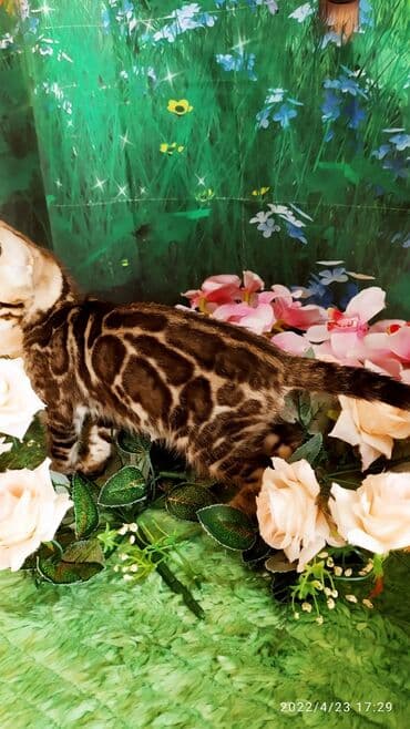 купить породистых котят: Привет друзья. красивейший новый помет бенгальских котят. сейчас нам — 7