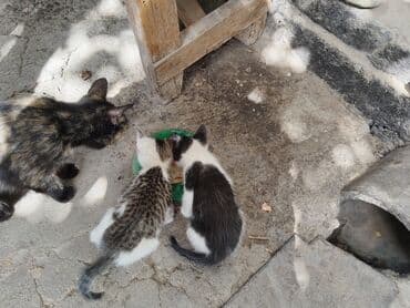 отдам даром собаку в хорошие руки: Отдадим котят в заботливые руки. Приучены к улице и туалету.Кушают все — 1