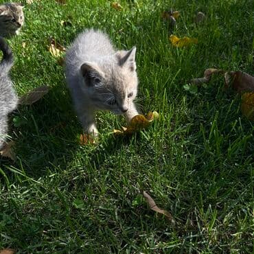 продажа щенков немецкой овчарки в бишкеке с документами: Котята, помёт разноокрасочный. Описание: - Возраст: на вид несколько — 4