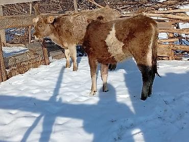 Ветеринар кызматы: Сатам | Музоо | Аргын | Бордоп семиртүү үчүн — 1