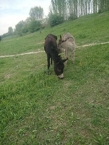 ат грабил: Эне бала эшек сатылат баасы 5000сом — 4