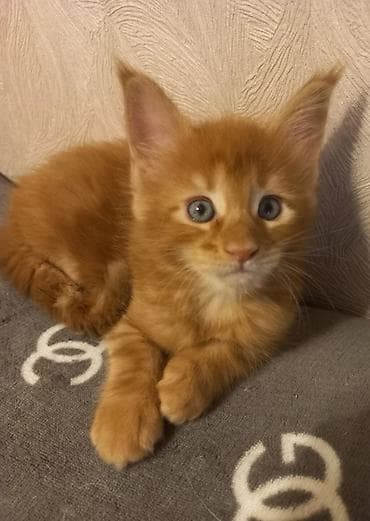 Кошки: 🐾🐈Предлагаются к ранней брони очаровательные котята мейн-кун — 6