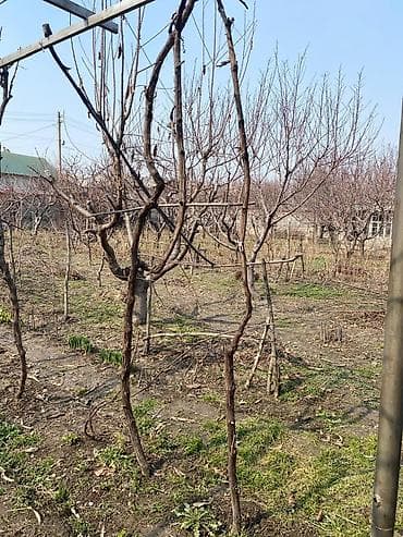 малина токмок: Продам саженцы: винограда 3 сорта, гранат, малина — 10