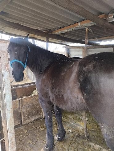 собака питбуль: Другие животные — 3